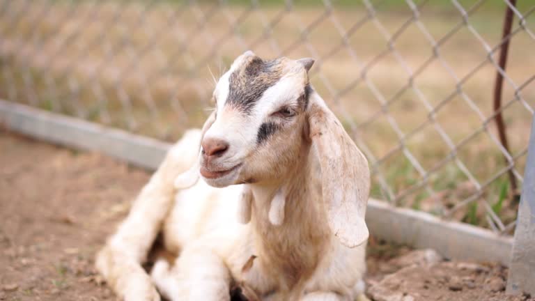 Goat in farm, Livestock and farm industry.