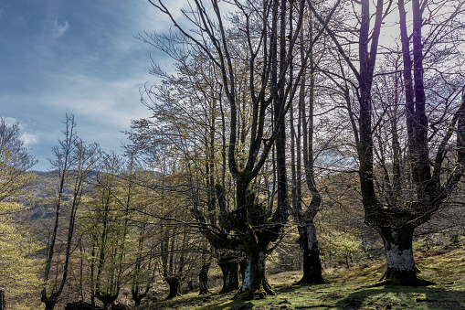 Nature's Tranquility: Serene Day in the Sun-Dappled Beech Forest of the Basque Country