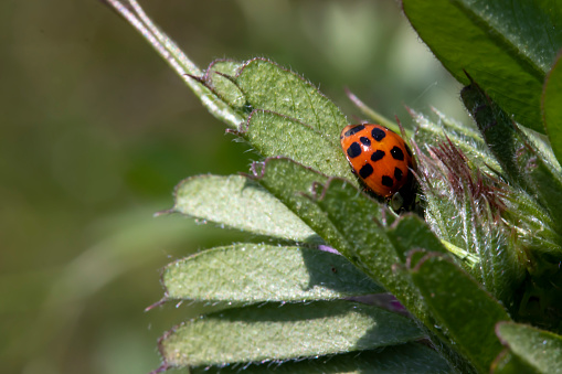 Close-up on bug sitting on plant