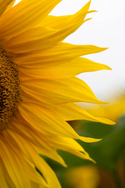 Field of sunflowers.