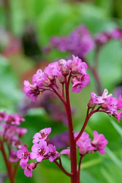 Close up macro image of elephants ears flowers in spring. Bergenia crassifolia