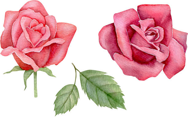 istock Watercolor red roses. Hand drawn floral illustration. 1494470158