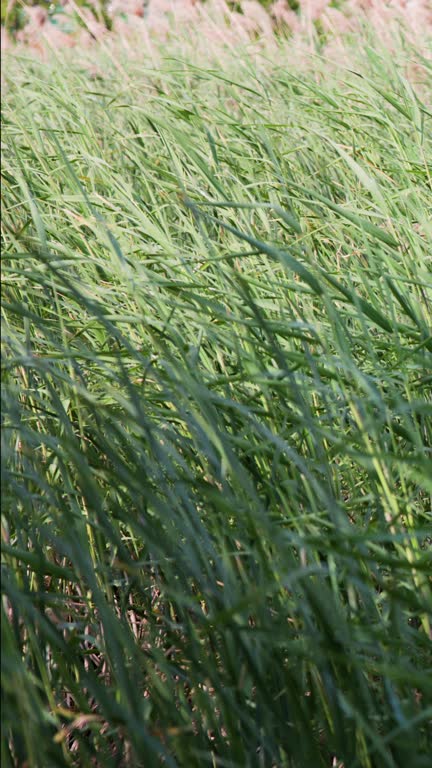 A shot of reeds swaying by the wind