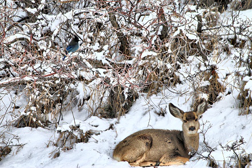 Mule deer doe looking at camera rests peacefully in bedding area of thick snow covered grass and cedar trees, beautiful blue Stellars Jay keeping watch overhead. Magnificent wild animals in natural habitat in winter.