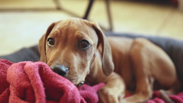 Cute rhodesian ridgeback sitting with a blanket in his bed at home