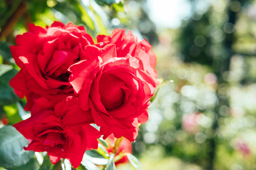 red roses close up on white