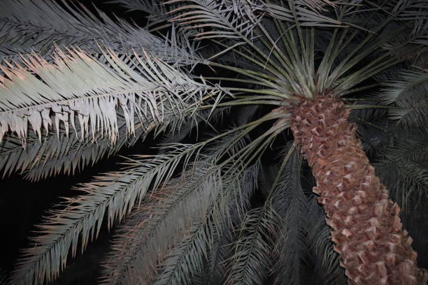 istock Dates tree in the garden in Medina, Saudi Arabia. 1494478014