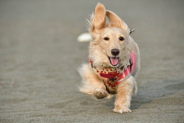 un cane che corre allegramente sulla spiaggia sabbiosa. - pets dachshund dog running foto e immagini stock