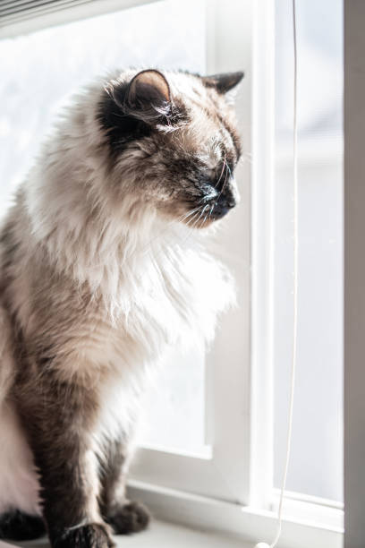 istock Cat Looking Out Window Sitting Windowsill Watching Spying 1494479098