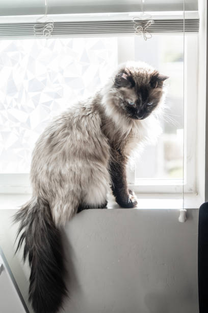istock Siamese Cat Sitting In Window Dull White Simple 1494479102