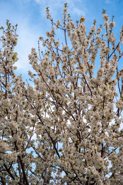 Almond tree flowers against the blue sky