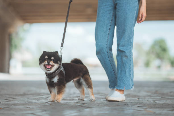 istock Owner walking with dog together outdoors 1494484355