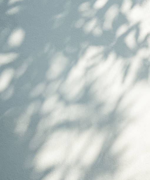 istock Abstract Shadow Leaf Flower Plant Background,Light Overlay Nauter Branch on White Wall Minimal Mockup,Backdrop Sunlight from Window on Marble Cement Wall Floor Stone,Template Product 1494485547