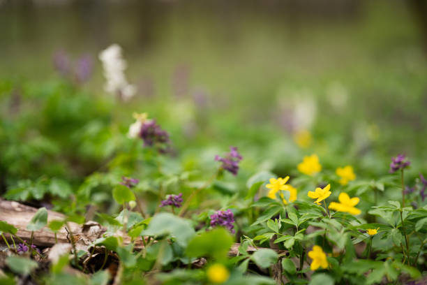 Close up of spring forest flowers background.