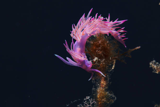 istock Abstract Sea life Nudibranch Underwater beauty 1494487559