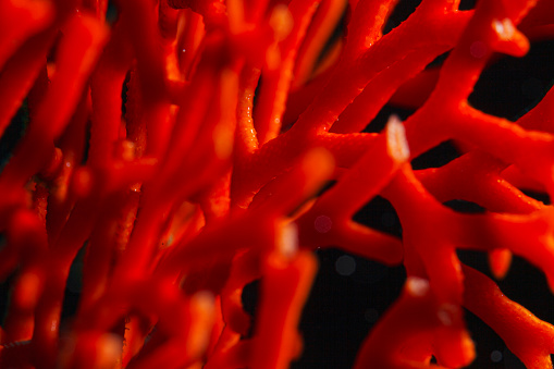 Sea life  Orange  coral from scuba diver point of view
