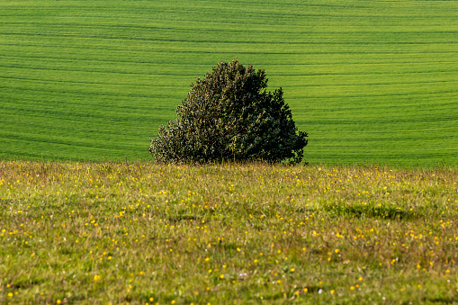 A full frame photograph of a green landscape in the South Downs, with selective focus