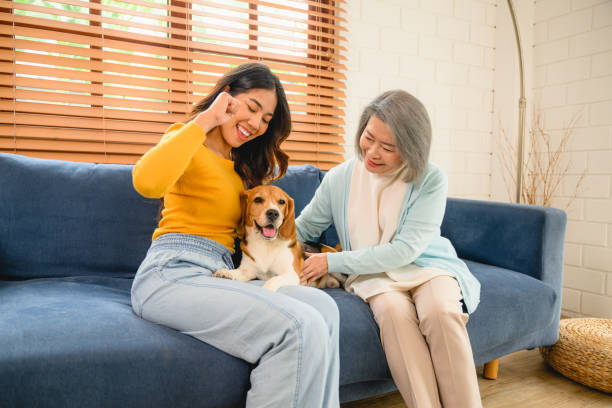 istock A woman is shown in a friendly interaction with her dog, a playful beagle 1494490929