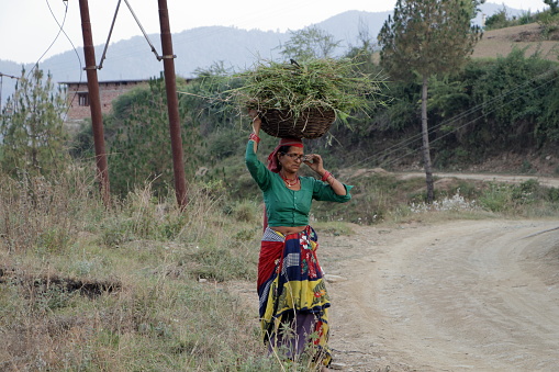 An old Indian village woman Farmer cutting grass and collecting bundles of grass stalks. New tehri. Uttarakhand. India.  03/06/2019