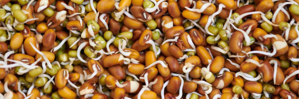Mixed sprouts of red cowpea and green mung beans for healthy vegetarian snack, everyday superfood Mixed sprouts of red cowpea and green mung beans for healthy vegetarian snack, everyday superfood for vegetarianism. Fresh fabaceae sprouts for vegetarian meal or salad addition, banner resolution organic red cowpea beans stock pictures, royalty-free photos & images
