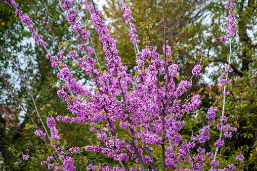 Blossomed tree in springtime. Cercis siliquastrum. Judas tree.