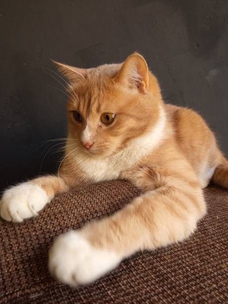 istock Portrait of a funny beautiful red cat 1494492638