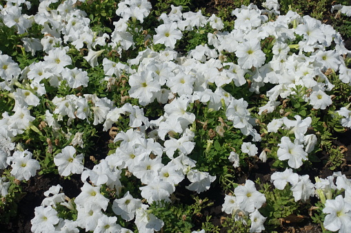 Quite a bit white flowers of petunias in July