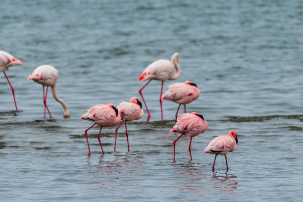 istock Flamingos near Walvis Bay 1494493142