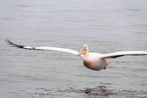 Telephoto shot of a great white pelican -Pelecanus onocrotalus- near Walvis Bay, Namibia