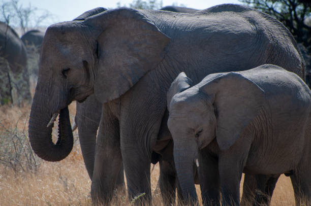 istock A herd of African Elephants 1494493394