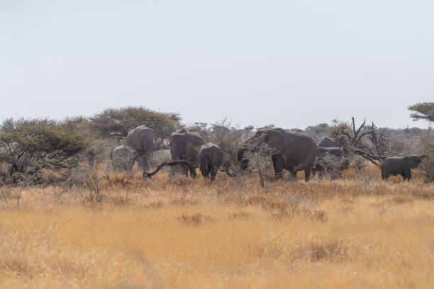 istock A herd of African Elephants in Etosha 1494493416
