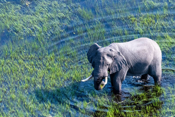 istock Aerial View of an African Elephant 1494493435