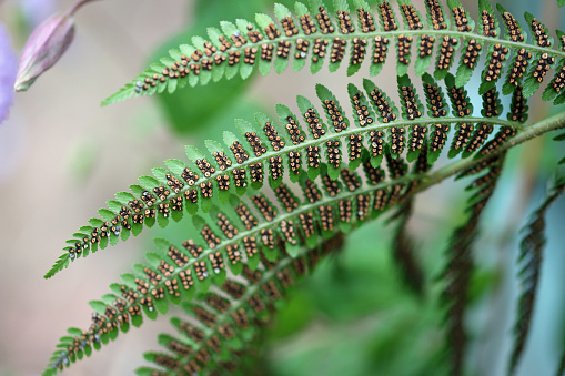 Fern frond underside showing spore producing sori with a blurred background of leaves.