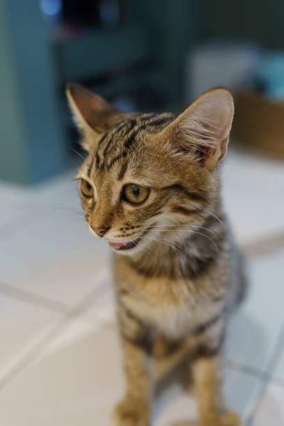 istock Little brown tabby kitten cute animals in house. 1494494496