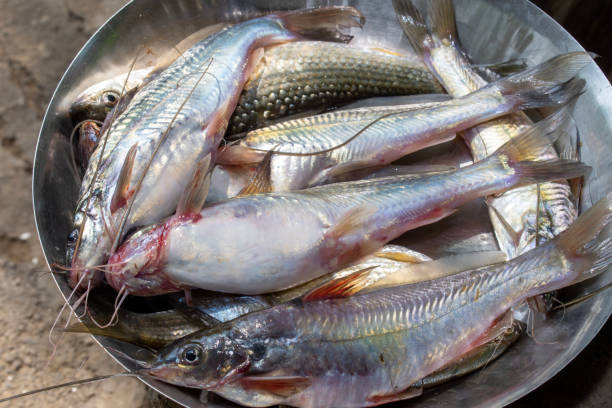 istock Freshwater Tengra fish, Tengara mystus on plates 1494494862