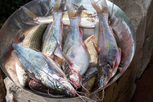 istock Freshwater Tengra fish, Tengara mystus on plates 1494494864