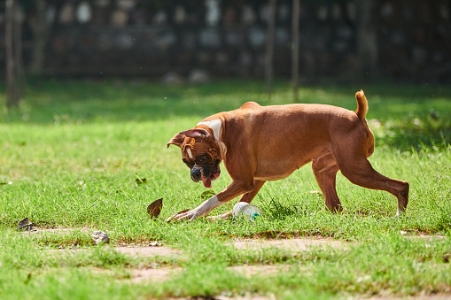 Adult boxer dog playing with empty plastic bottle picked up garbage for human, outdoor playing with pet on green grass lawn in public park. Funny boxer dog playing with empty plastic bottle