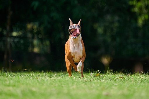 Boxer dog running with funny expression face when jumping on green grass summer lawn outdoor park walking with adult pet, funny cute short haired boxer dog breed. Boxer adult dog jumping portrait