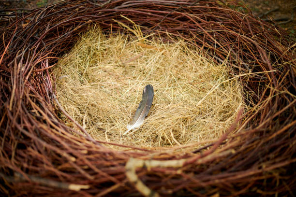 Bird nest with one feather on straw, empty abandoned bird nest made of branches and straw, close up stock photo
