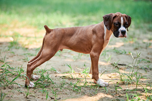 A portrait of a fawn colored boxer dog with a big smile on a white background.