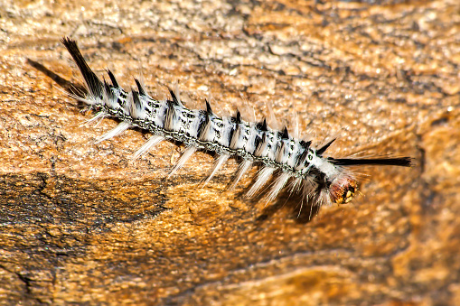 saw this caterpillar wondering across the rock at the Avis Dam in Windhoek