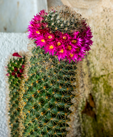 Flowers of Miniature succulent plant