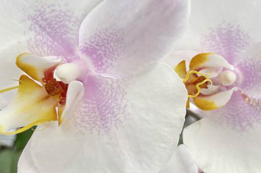 Graceful Elegance.Orchid Flower. Close-up.