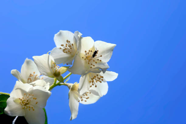 White flowers in spring garden