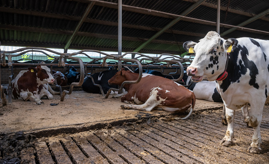 spotted red or black and white cows inside barn on dutch farm in the netherlands