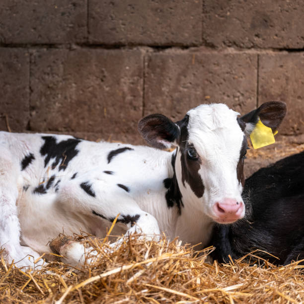 istock black and white spotted calf in straw 1494499033