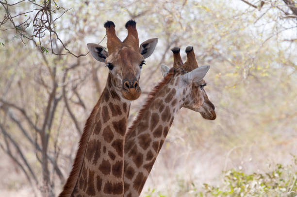 Two Girraffa Camelopardalis reticulata facing forward at Bandia Reserva, Senegal
