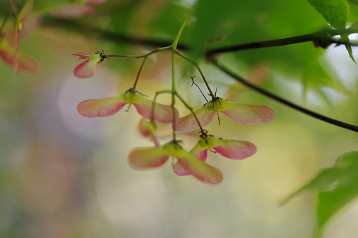 close up view of maple seeds with copy space