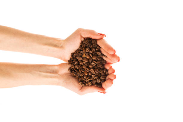 Woman's hands with red nails holding coffee beans. High quality photo