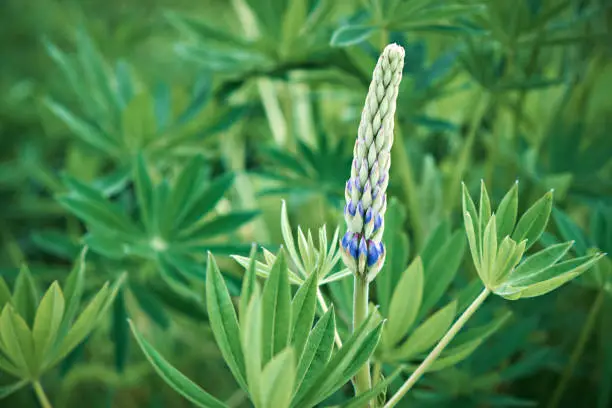 Photo of Lupine plant, flower bud ready to bloom. Close-up